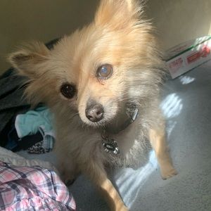 Meet your Posher, Amber